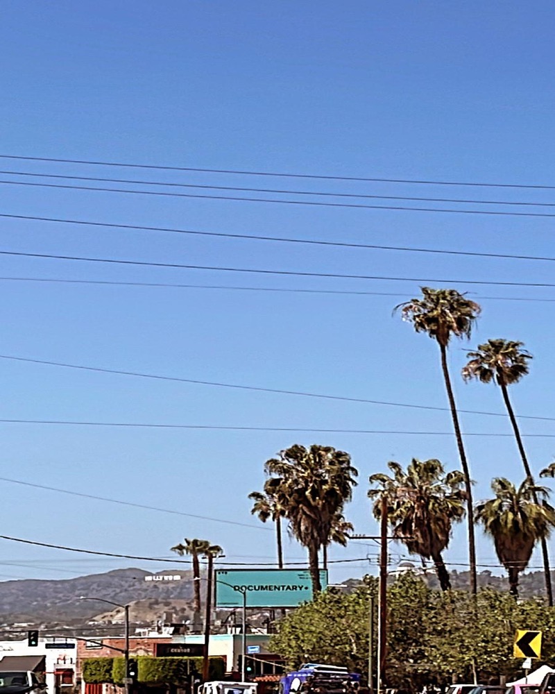 Palm trees under a bright Los Angeles sky