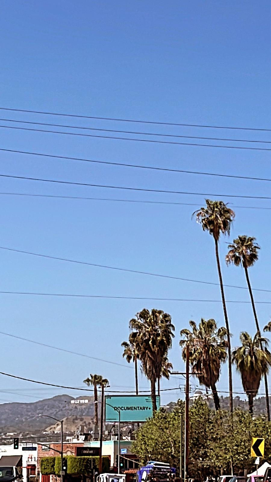 Palm trees under a bright Los Angeles sky